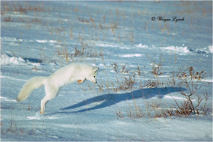 Arctic Fox 102 by Dr. Wayne Lynch ©